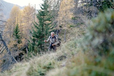 Ein älterer Wanderer steigt auf einem schmalen Pfad durch den herbstlichen Wald mit Nadelbäumen und Laubbäumen, deren Blätter sich gelb färben. | © Urlaub am Bauernhof Kärnten / Daniel Gollner