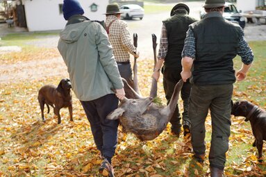 Eine Gruppe von Erwachsenen führt einen Eichhörnchen-Welpen durch eine herbstliche Umgebung mit Bäumen und Blättern. Hunde begleiten sie auf diesem Ausflug. | © Urlaub am Bauernhof Kärnten / Daniel Gollner
