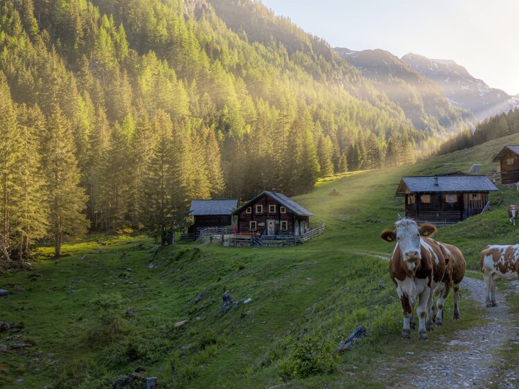 Idyllische alpine Almlandschaft mit Holzhütten, Kühen auf der Weide und sonnendurchfluteter Bergkulisse. | © Urlaub am Bauernhof Kärnten/ Achim Mandler