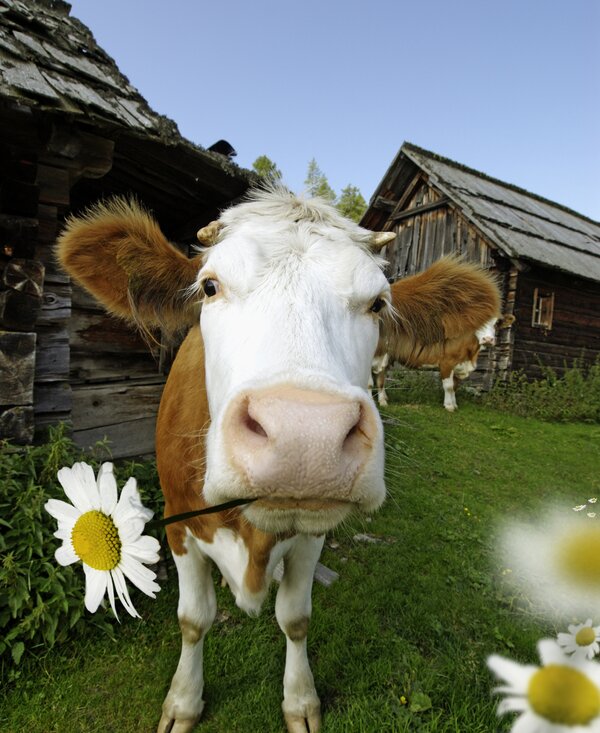Blumengruß | © Urlaub am Bauernhof Kärnten Kuh mit Blume im Maul | © Urlaub am Bauernhof Kärnten