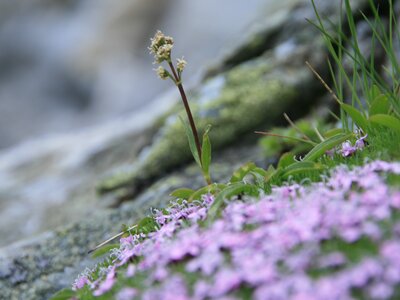 Kleine grüne Blätter und lila Blüten einer Pflanze auf moosigem Felsen vor verschwommenem Hintergrund. | © SPEICK Naturkosmetik