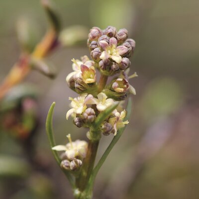 Zarte, rosa Blütenknospen mit gelben Staubfäden sind auf einem grünen, unscharf erscheinenden Hintergrund zu sehen. | © SPEICK Naturkosmetik