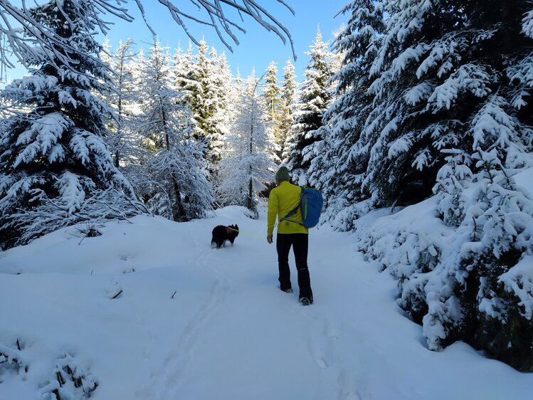 Eine Person in gelber Jacke geht mit einem Hund auf einem verschneiten Waldweg durch eine winterliche Landschaft. Hohe, verschneite Bäume säumen den Weg. | © Urlaub am Bauernhof in Kärnten / Kopp