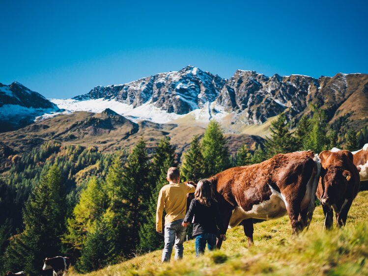 Zwei Menschen stehen inmitten einer Herde von Kühen auf einer Bergwiese. Im Hintergrund erheben sich schneebedeckte Bergketten unter einem strahlend blauen Himmel. | © Urlaub am Bauernhof Salzburg / Daniel Gollner 