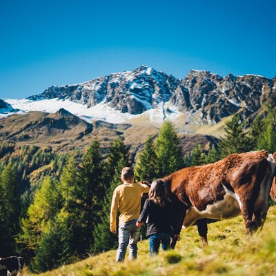 Zwei Menschen stehen inmitten einer Herde von Kühen auf einer Bergwiese. Im Hintergrund erheben sich schneebedeckte Bergketten unter einem strahlend blauen Himmel. | © Urlaub am Bauernhof Salzburg / Daniel Gollner 