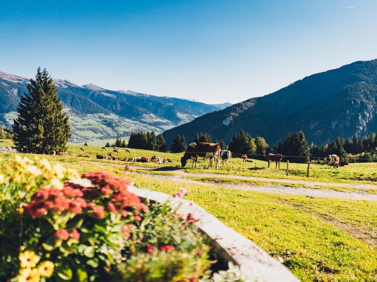 Friedliche Weidelandschaft mit Kühen vor üppiger Bergkulisse, gesäumt von blühendem Gebüsch am Wegesrand - eine idyllische, natürliche Szenerie in alpiner Umgebung. | © Urlaub am Bauernhof Salzburg / Daniel Gollner 
