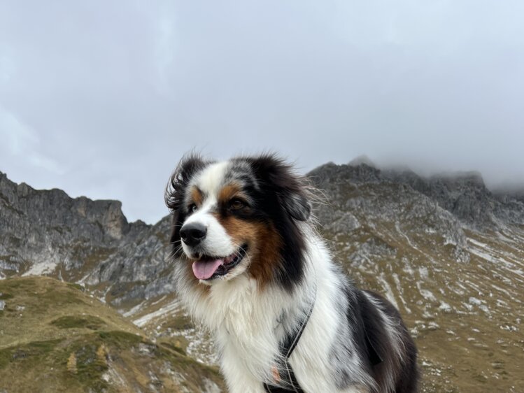 Kleiner Schneehund klettert an Felsen mit Wasserfall im Hintergrund. Das Fell des Tieres ist schwarz, weiß und braun gemustert. Es scheint sehr angestrengt und konzentriert den Felsen hinaufzuklettern. | © Urlaub auf der Alm / Julia Winkler