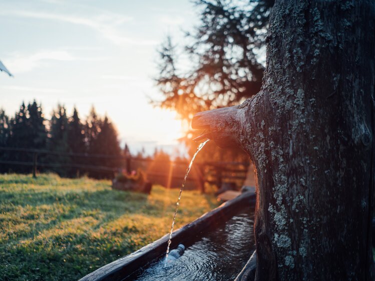 Alter Baumstamm mit Wasserrinne, durch den das Wasser in einem Bach fließt, umgeben von Wiese und Tannenwald bei Sonnenuntergang. | © Urlaub am Bauernhof Steiermark / Daniel Gollner 