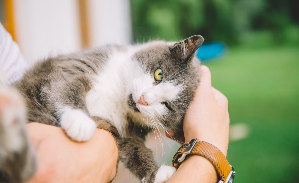 junge Katze am Arm | © Urlaub am Bauernhof Burgenland / Julia Reiterics 