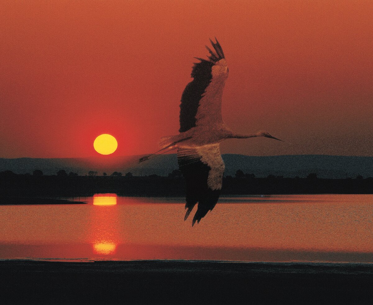 Storch fliegt vor der Abendsonne die sich im See spiegelt | © Burgenland Tourismus GmbH / Lois Lammerhuber