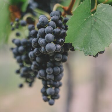 Blaue Trauben an der Rebe | © Urlaub am Bauernhof Burgenland / Julia Reiterics 