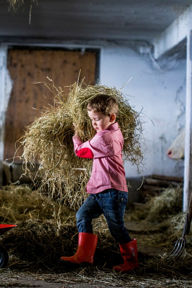 Bub bringt Heu zu den Kühen im Stall in Kärnten am Bauernhof | © Urlaub am Bauernhof Kärnten / Tom Lamm