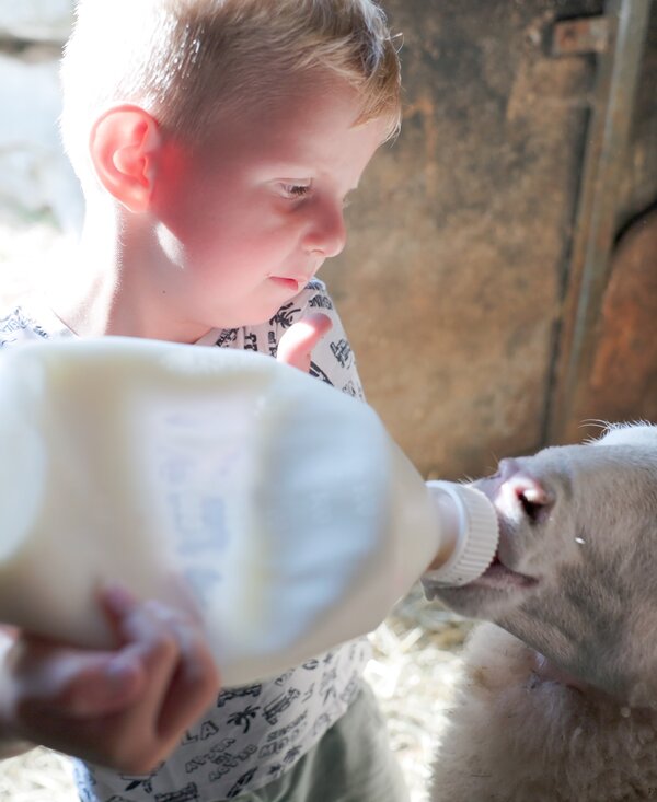 Ein Kind in einem Stall trinkt Milch aus einer Flasche, während es ein Kälbchen füttert.