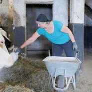 Frau füttert Kühe in einem Stall, während sie ein Gabelhacken in der Hand hält.