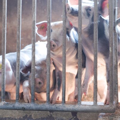 Mehrere Schweine in einem Stall hinter Metallgittern, die neugierig nach vorne schauen.