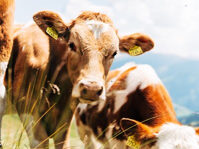 Kühe | © Urlaub am Bauernhof Kärnten / Daniel Gollner Kühe auf der Wiese | © Urlaub am Bauernhof Kärnten / Daniel Gollner