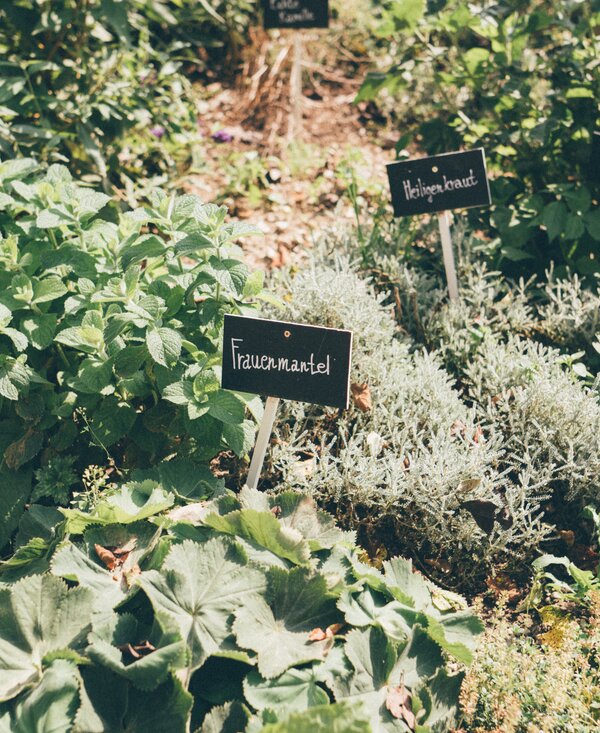 Kräuter | © Urlaub am Bauernhof Kärnten / Daniel Gollner Verschiedene Kräuter im Garten | © Urlaub am Bauernhof Kärnten / Daniel Gollner