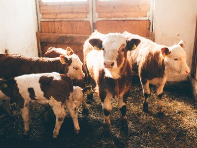 Kälber | © Urlaub am Bauernhof Kärnten / Daniel Gollner Kälber im Stall | © Urlaub am Bauernhof Kärnten / Daniel Gollner