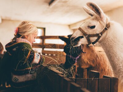 Mädchen füttert Alpakas | © Urlaub am Bauernhof Kärnten / Daniel Gollner Mädchen füttert Alpakas mit Heu | © Urlaub am Bauernhof Kärnten / Daniel Gollner