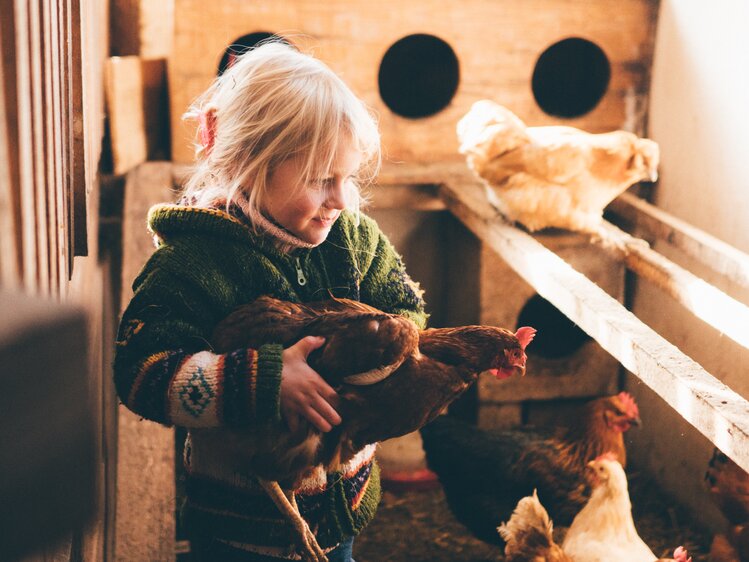 Mädchen hält Huhn in der Hand im Hühnerstall | © Urlaub am Bauernhof Kärnten / Daniel Gollner