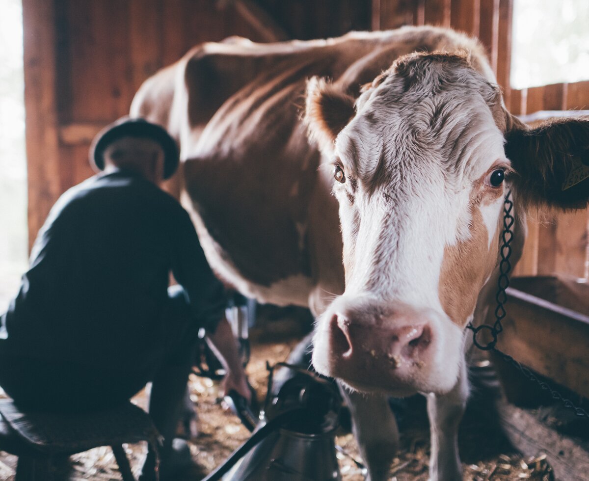 Bauer melkt Kuh | © Urlaub am Bauernhof Kärnten / Daniel Gollner