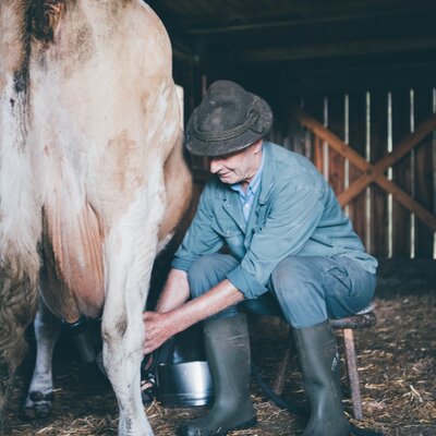 Bauer melkt Kuh | © Urlaub am Bauernhof Kärnten / Daniel Gollner