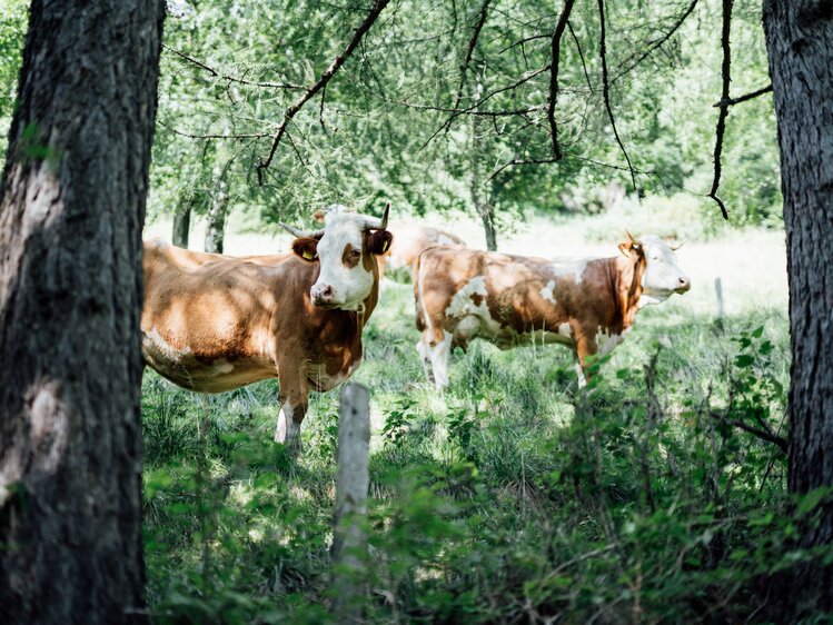 Kühe auf der Weide | © Urlaub am Bauernhof Kärnten/ Daniel Gollner