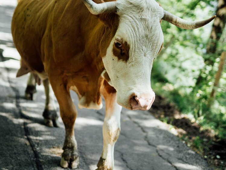 Kuh auf dem Weg | © Urlaub am Bauernhof Kärnten / Daniel Gollner