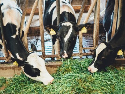 Kühe im Stall | © Urlaub am Bauernhof Kärnten / Daniel Gollner Kühe fressen Heu im Stall | © Urlaub am Bauernhof Kärnten / Daniel Gollner