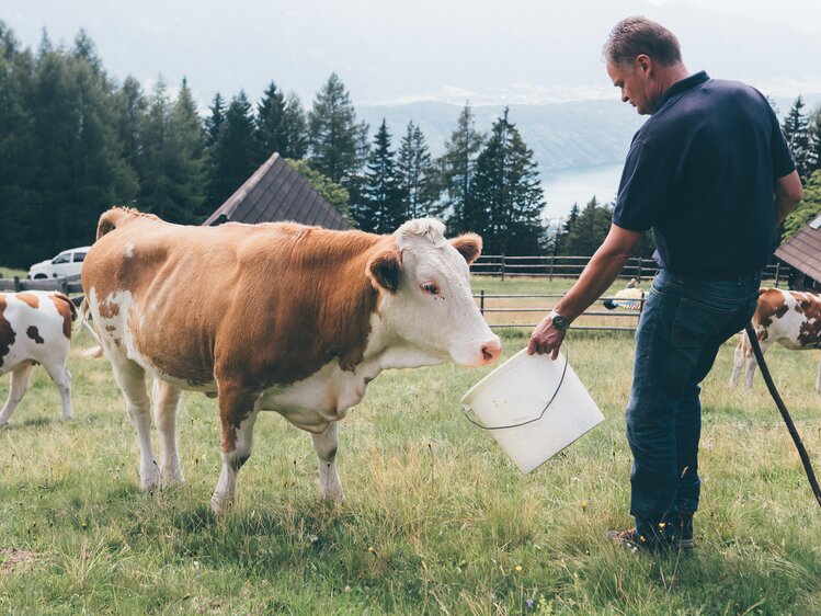 Bauer füttert Kuh auf der Wiese | © Urlaub am Bauernhof Kärnten / Daniel Gollner