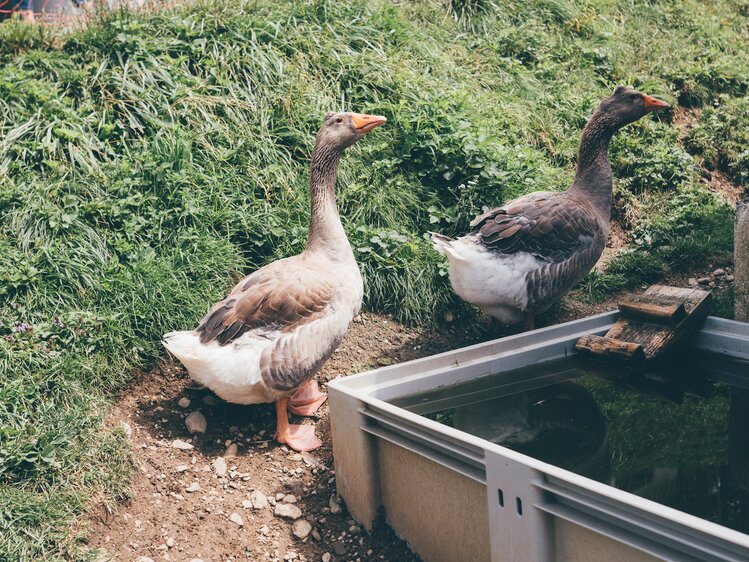 Enten beim Wasser | © Urlaub am Bauernhof Kärnten / Daniel Gollner