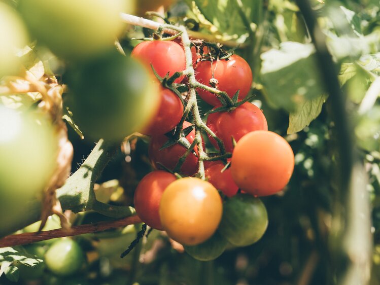 Reife Tomaten am Strauch | © Urlaub am Bauernhof Kärnten / Daniel Gollner