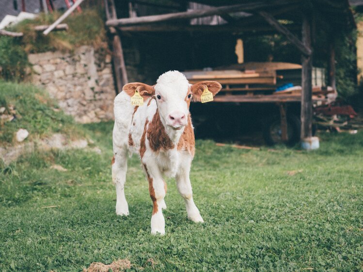 Kalb auf der Wiese | © Urlaub am Bauernhof Kärnten / Daniel Gollner