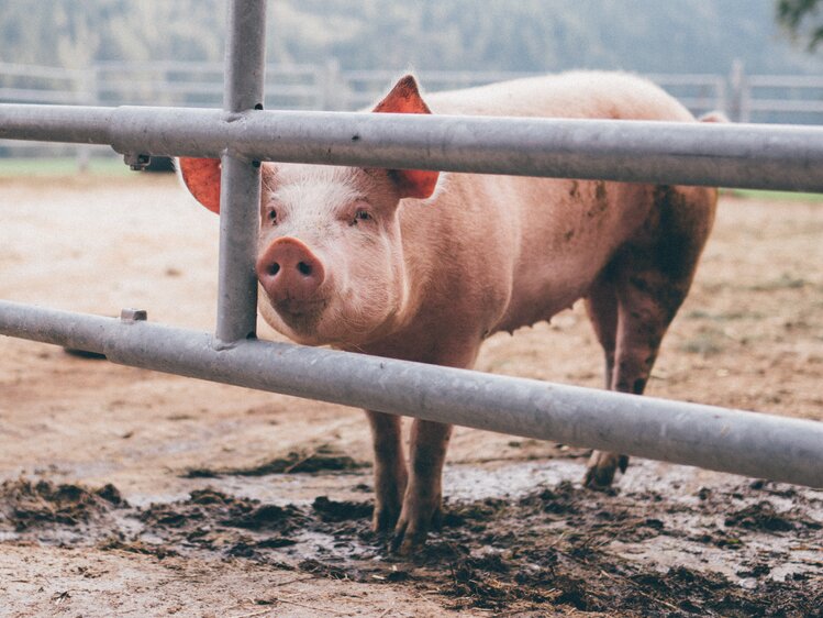 Schwein schaut durch Zaun | © Urlaub am Bauernhof Kärnten / Daniel Gollner