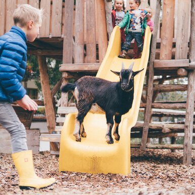 Kinder am Spielplatz und Ziege auf der Rutsche | © Urlaub am Bauernhof Kärnten / Daniel Gollner