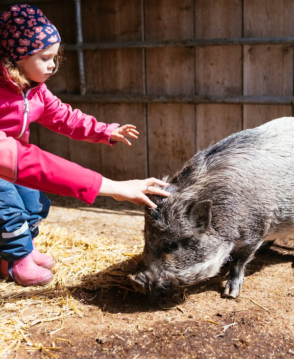 Kind mit Schwein | © Urlaub am Bauernhof Kärnten / Daniel Gollner Kind streichelt Schwein | © Urlaub am Bauernhof Kärnten / Daniel Gollner