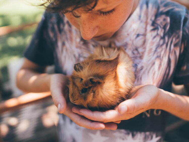 Junge hält Meerschweinchen | © Urlaub am Bauernhof Kärnten / Daniel Gollner