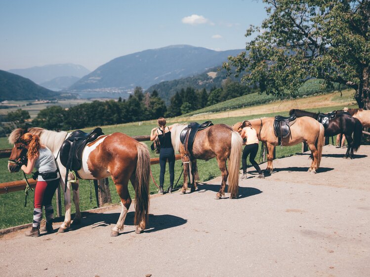 Pferde sind angeleint | © Urlaub am Bauernhof Kärnten / Daniel Gollner