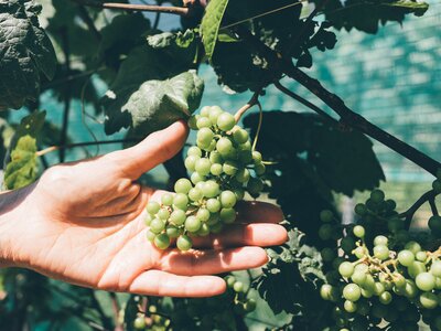 Weinrebe | © Urlaub am Bauernhof Kärnten / Daniel Gollner Grüne Weinrebe | © Urlaub am Bauernhof Kärnten / Daniel Gollner