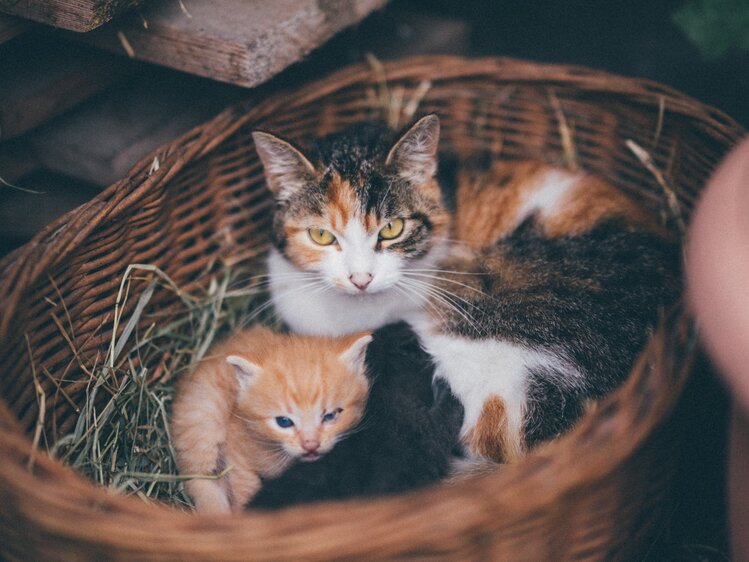 Katzen liegen im Korb mit Heu | © Urlaub am Bauernhof Kärnten / Daniel Gollner