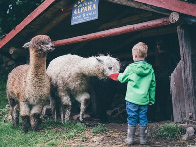 Kind bei den Alpakas | © Urlaub am Bauernhof Kärnten / Daniel Gollner Kind füttert die Alpakas | © Urlaub am Bauernhof Kärnten / Daniel Gollner