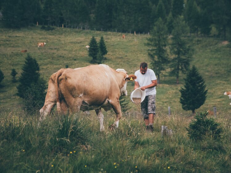 Bauer füttert Kühe auf der Wiese | © Urlaub am Bauernhof Kärnten / Daniel Gollner