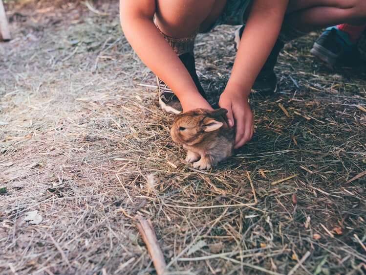 Hase auf Heu | © Urlaub am Bauernhof Kärnten / Daniel Gollner
