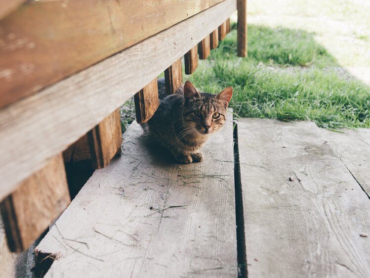 Katze sitzt auf Holzbrett | © Urlaub am Bauernhof Kärnten / Daniel Gollner