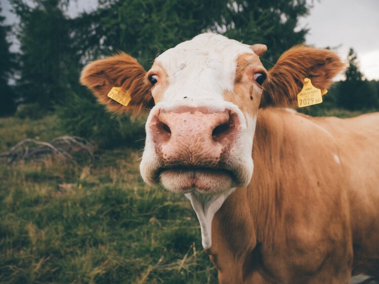 Kuh | © Urlaub am Bauernhof Kärnten / Daniel Gollner