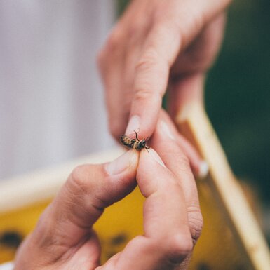 Biene in der Hand | © Urlaub am Bauernhof Kärnten / Daniel Gollner