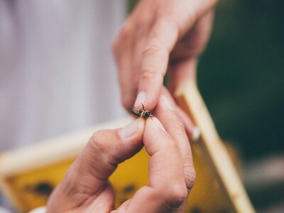 Biene | © Urlaub am Bauernhof Kärnten / Daniel Gollner Biene in der Hand | © Urlaub am Bauernhof Kärnten / Daniel Gollner