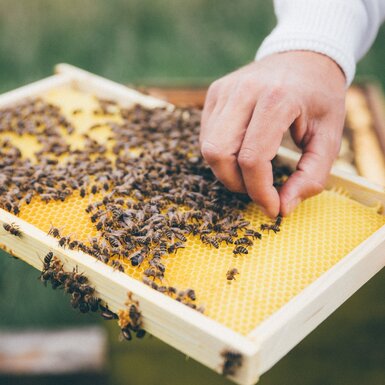 Bienenwabe mit Bienen | © Urlaub am Bauernhof Kärnten / Daniel Gollner