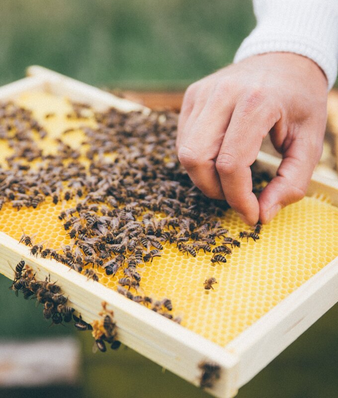 Bienenwabe mit Bienen | © Urlaub am Bauernhof Kärnten / Daniel Gollner
