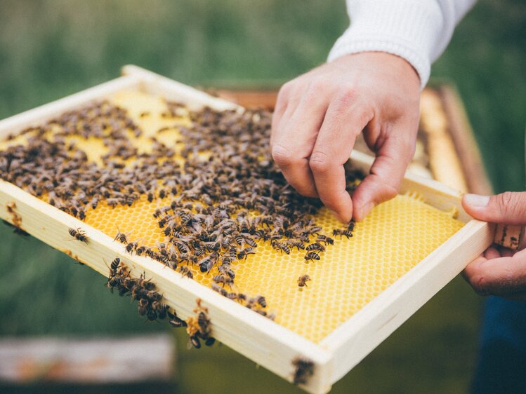 Bienenwabe mit Bienen | © Urlaub am Bauernhof Kärnten / Daniel Gollner